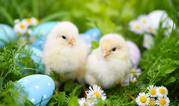 Bilde av påskekyllinger i naturen.